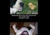The Amazing Dog Logic