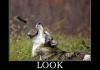 Look Before You Jump