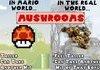 Real Life vs. Mario: Mushrooms