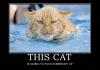 Angry Cat