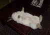 Hypnotised Rabbit
