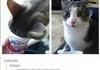 Yogurt