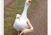 gangsta goose.