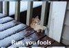 Gandolf Kitty