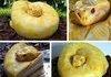 snake cake
