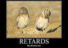 owltards