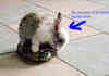 The Bunneh and the Turtle!