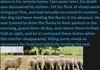 Animal Facts 5