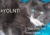 YOLNT