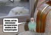 T-Virus Cat