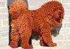 1 million dollar dog