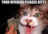 Greedy Cat