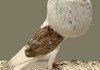 Forever Alone Bird