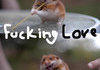 Hamster