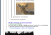 Dikdik madness