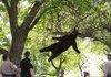 BEAR OUT OF