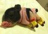 Piglet Wearing Socks