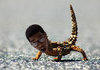 Rappers on animals pt. 1