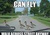 Scumbag Geese