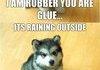 Baby Courage Wolf Comp 2