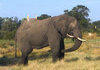 Elephant found in africa (link in desc.)