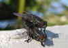 two flys one wall
