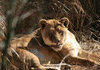 Lion doesn't like photographers!