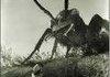 Ants in your Pants