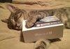 Kitty wants an iPhone