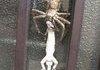 Imagine this at your front door