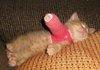 This Kitty