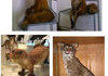 Bad Taxidermy