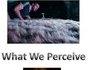 Perception