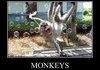 Crazy monkey