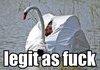 just a swan