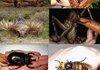Animals/Insects Lvl - WTF?