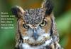 Suspicious Owl