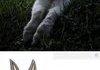 Bunny porn