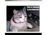 best lol cats