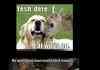 LOLdogs 5