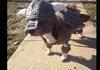 Dragonborn - Dog Edition -