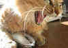 ebay cat