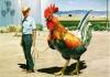 what a big cock