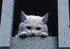 Cats are our God