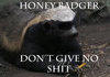 Honey Badger