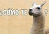 llama