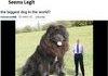 worlds biggest dog
