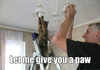 funny helping cat