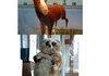 professionally stuffed animals