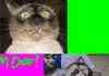 Funny Animal Faces